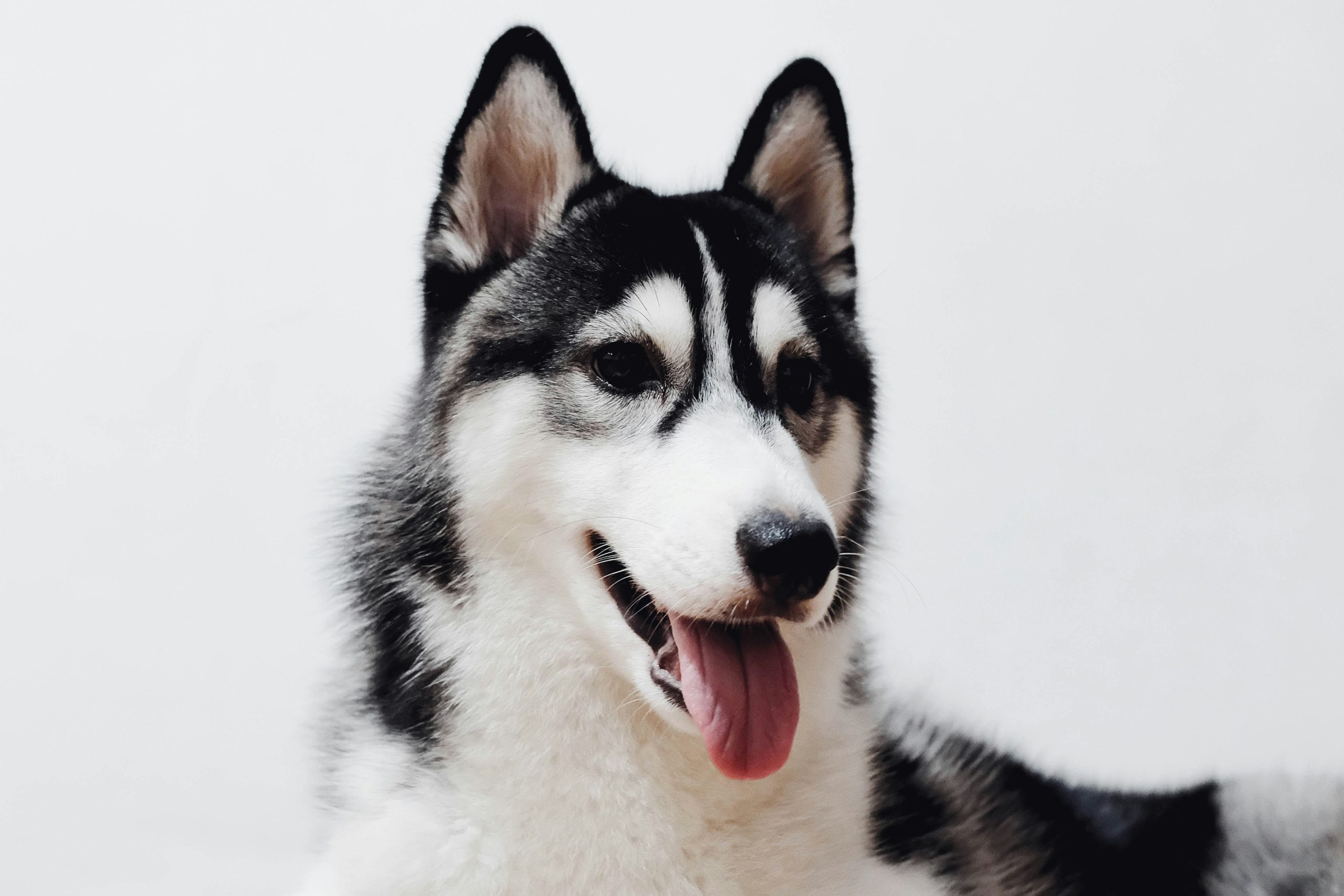 Case Study: How We Transformed a Rescue Husky into a Loving Family Member