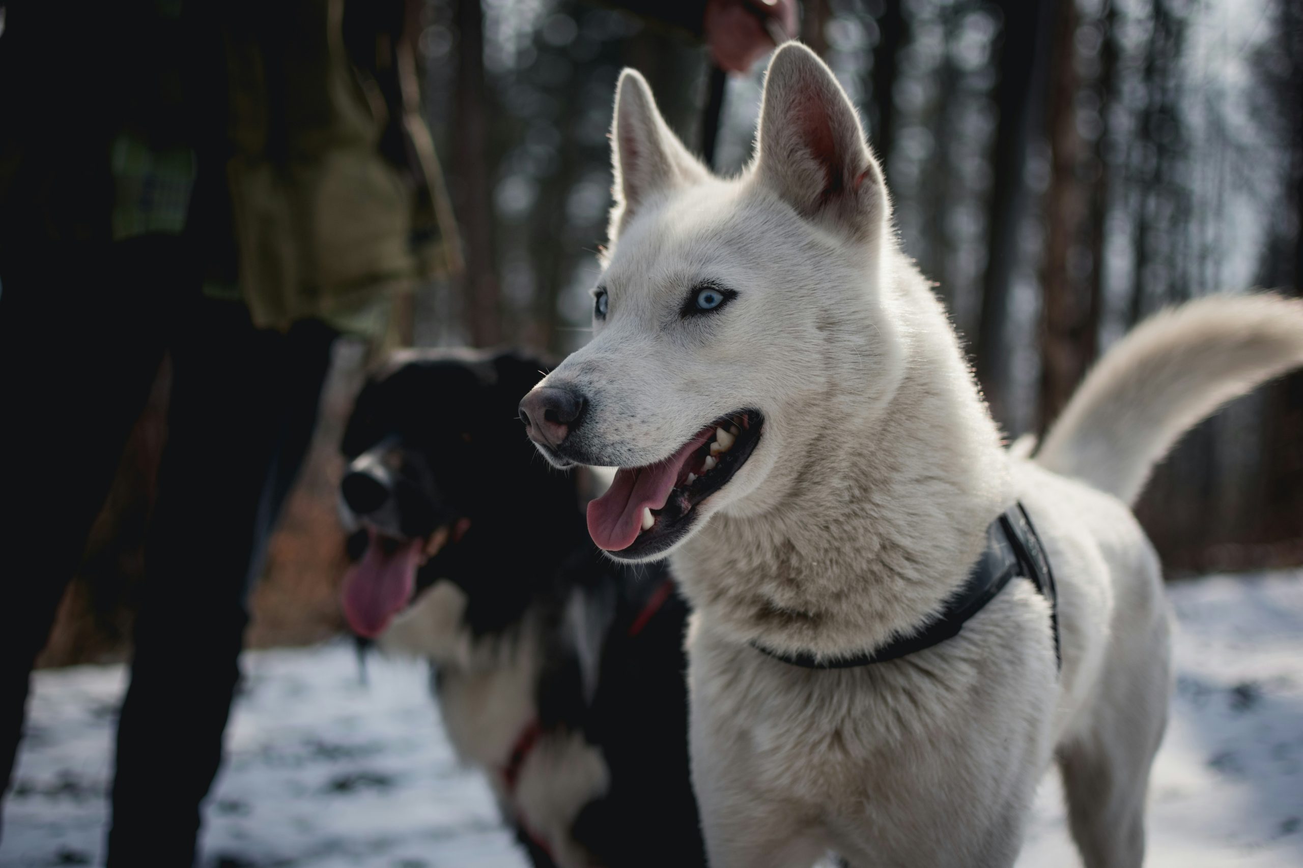 Choosing the Best Husky Harness and Gentle Leader for Maximum Safety Image