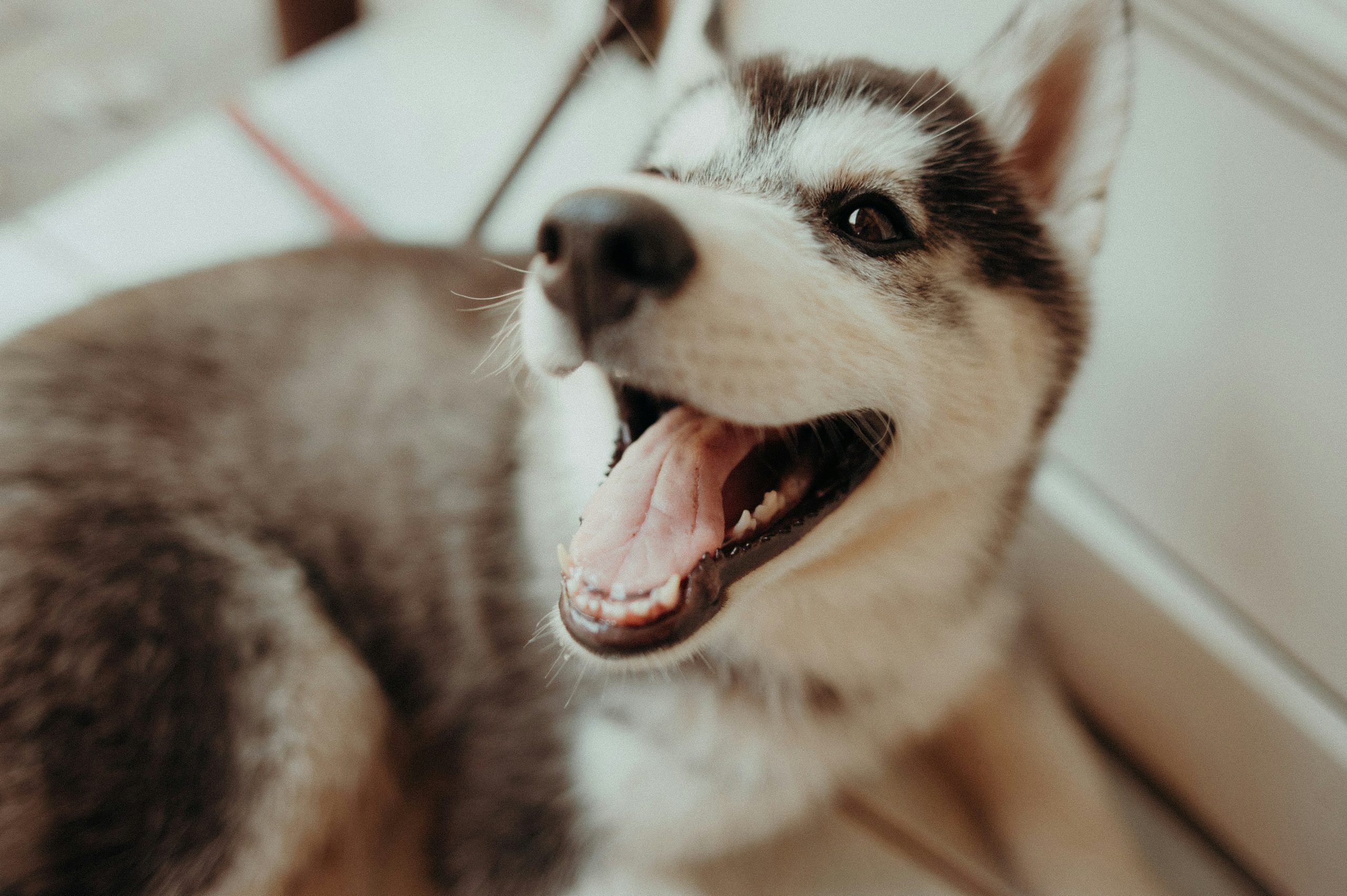How to Handle Husky Shedding: Managing the 'Blowing Coat' Season